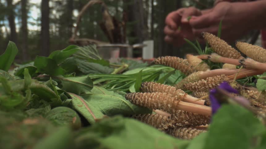 A person is foraging and sorting various wild plants and herbs including horsetail shoots and green leaves in a forest setting