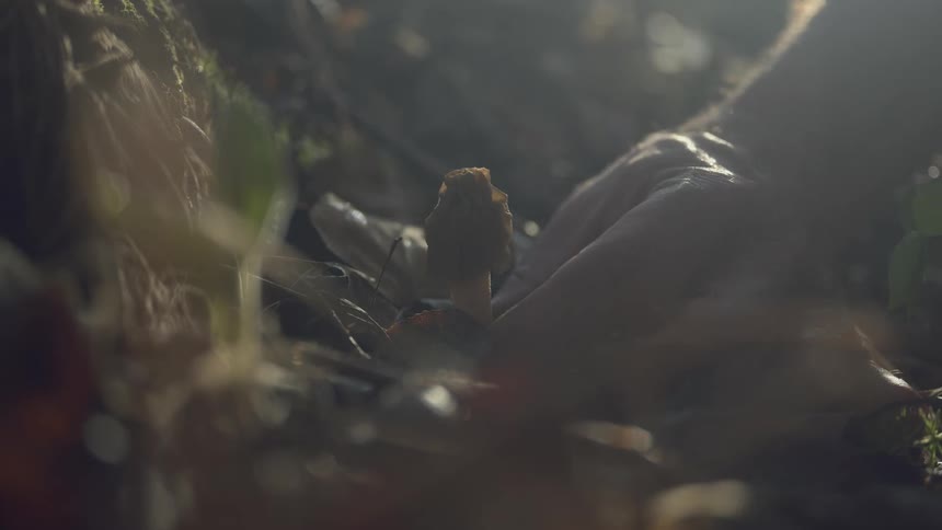 A close up footage of a person uprooting a plant
