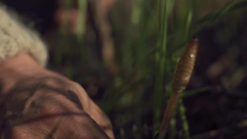 A hand plucks a brown plant from its stem