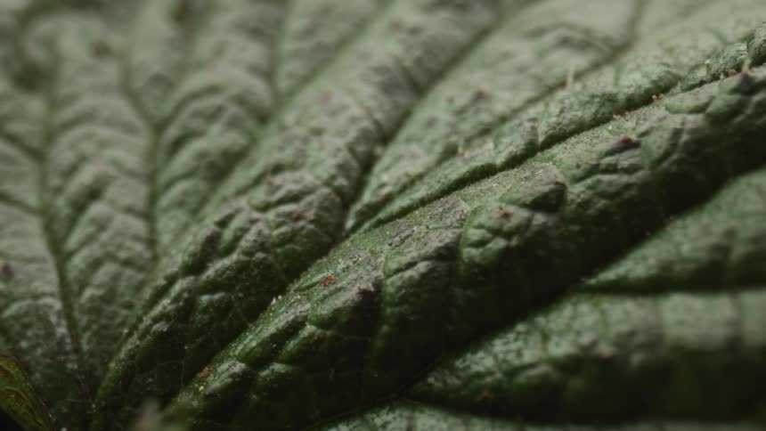 A large leafy moist plant with some dirt on the leaves