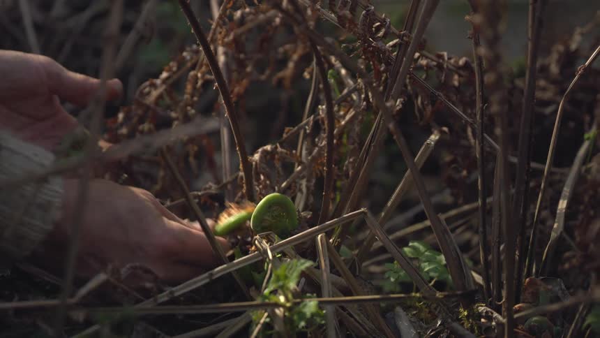 A person picks the sprouts out of the garden