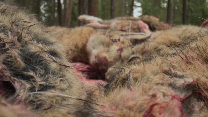 A hunter puts a dead rabbit on a stack of others
