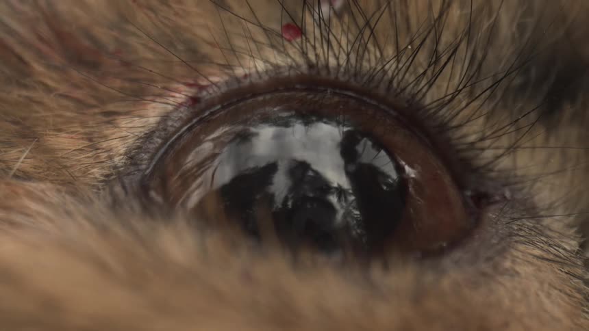 A hunter is reflected in the dead rabbits eye