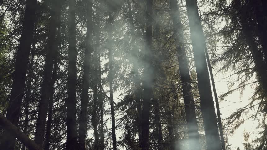 Sunlight and smoke on a dense forest of tall dark trees