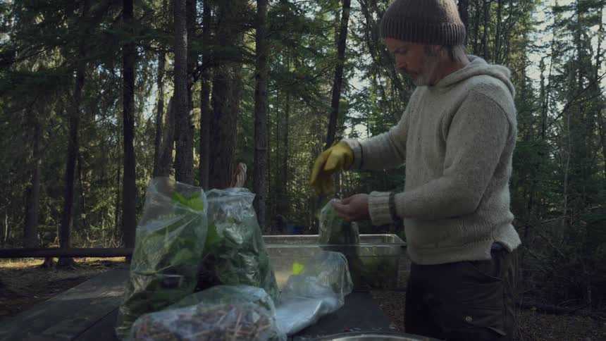 A man bags foraged herbs over a rustic table in a forest during the morning