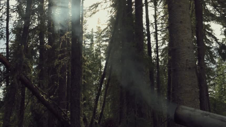 A dense forest with tall trees and a metal pipe emitting smoke