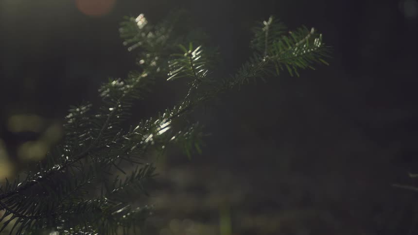 A closeup shows the needles of a fir or spruce branch illuminated by sunlight against a dark background