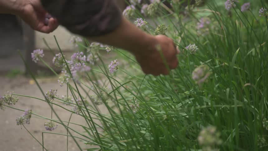 A person is picking purple flowers near a house