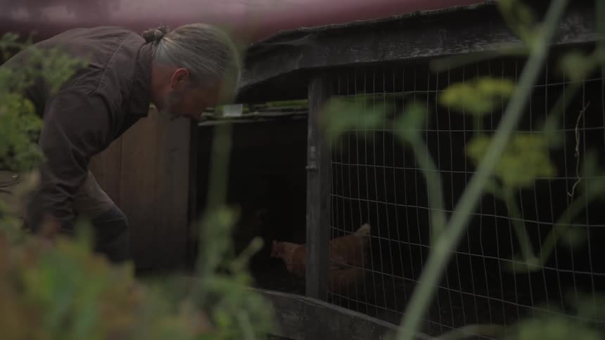 A man opens a gate and bends down to feed his chickens with something he picked up from behind him