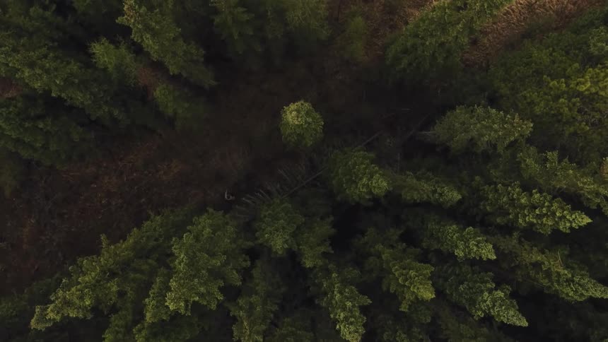 An aerial footage of trees in the woods