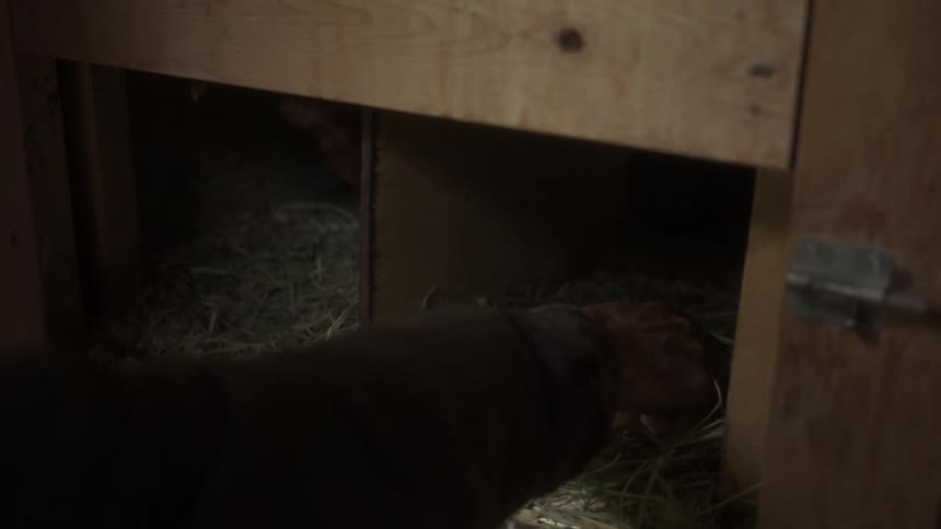 Person opening chicken coop wood door then reaching in to grab freshly hatched eggs