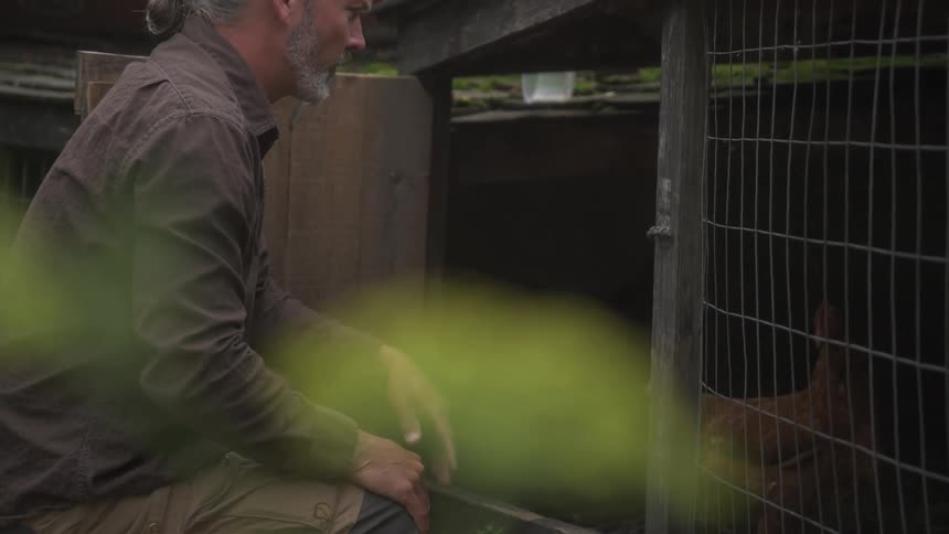 Gray haired man with a pony tail kneeling in the door to a chicken coop he is placing a red hen into the coop and trys to feed the hen some vegetation