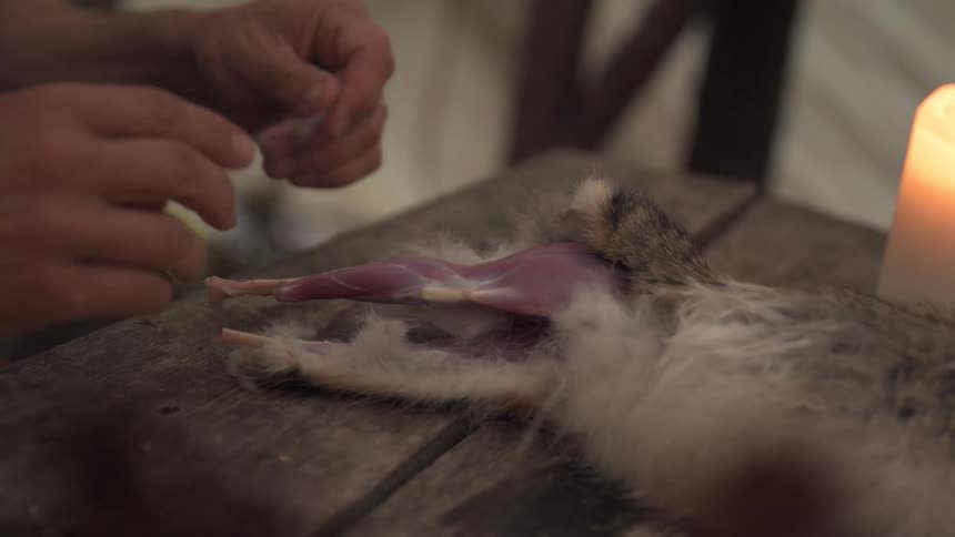 Man removes the fur from a dead rabbit while sitting at a table near a canvas tent