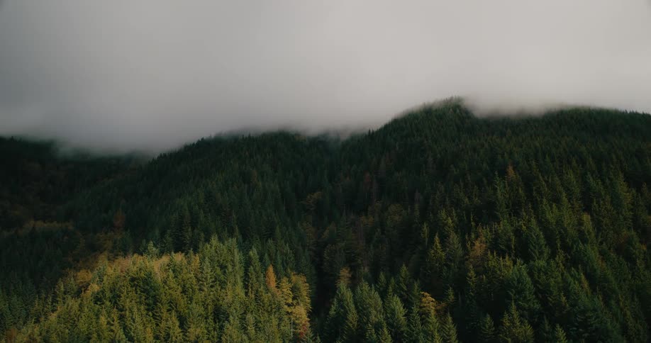 An aerial view glides over a lush fogcovered forested mountain with layers of green and golden treetops stretching into the mist