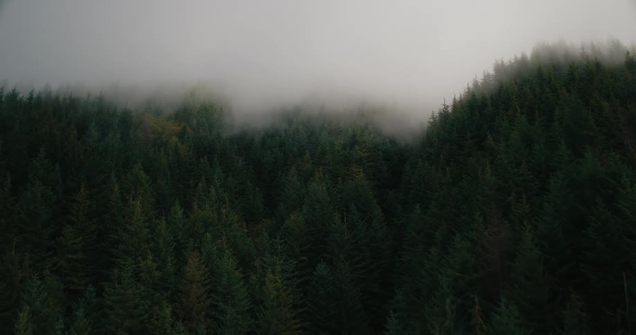 Thick fog rolls over a dense evergreen mountainside obscuring the treetops and casting a moody haze across the forest landscape