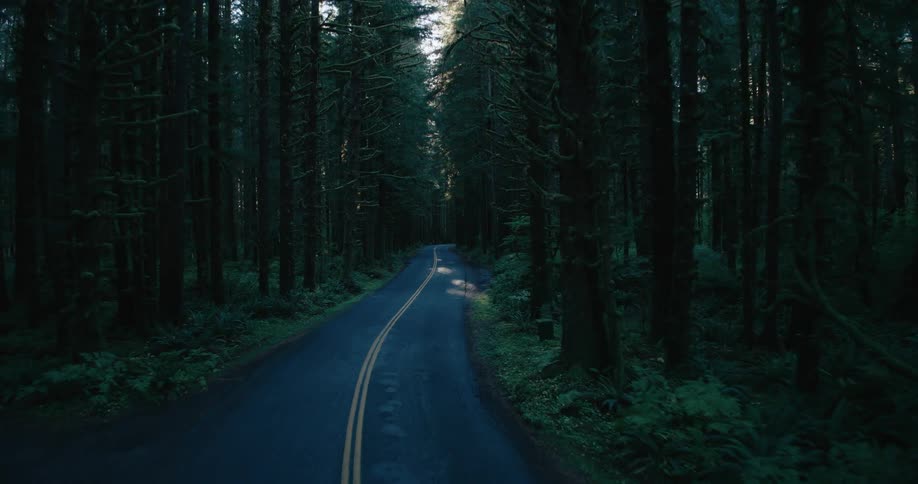 A narrow rainslicked forest road winds between towering trees as dim sunlight filters through the dense green canopy overhead