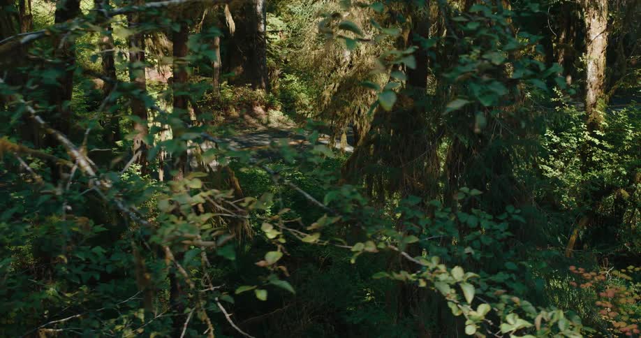 Sunlight filters through dense foliage revealing glimpses of a winding road nestled deep within a lush mossy forest