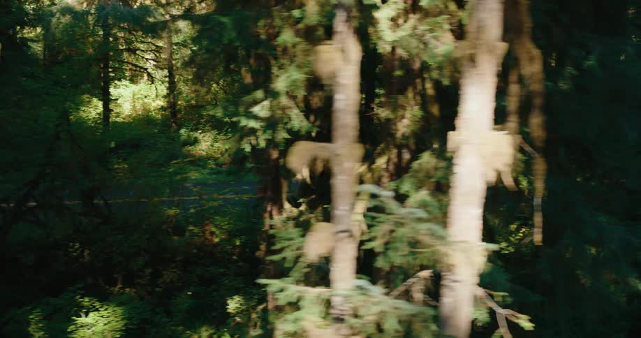 Sunlight filters through the dense moss covered trees of a lush forest partially revealing a road winding through the undergrowth