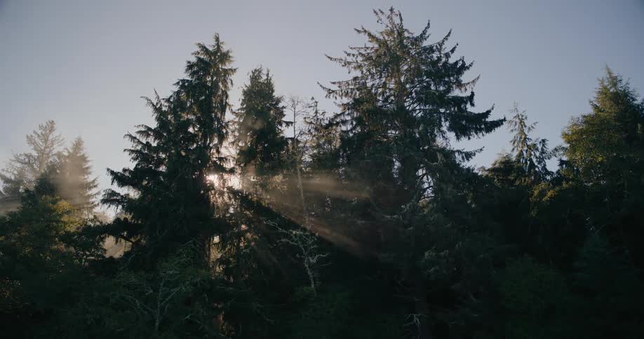 Golden morning sunlight filters through the tall pine trees casting soft rays across the misty forest canopy