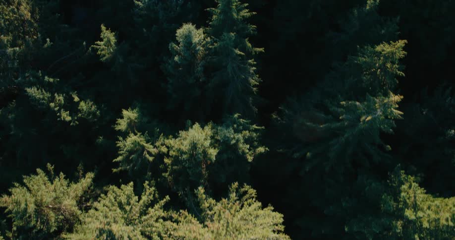 Aerial footage looks straight down over the dense treetops of an evergreen forest with sunlight catching on the tips of the foliage