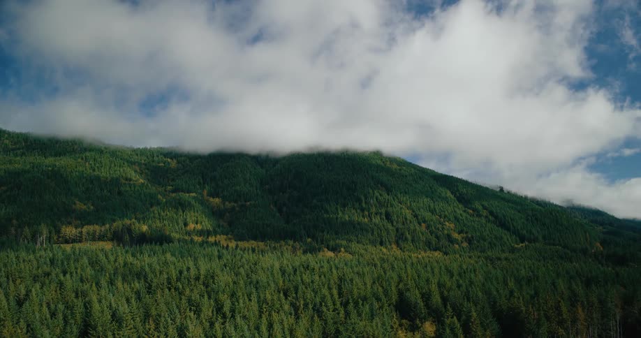 A lush green mountainside covered in dense forest extends towards a cloudy sky with the tops of tall evergreen trees visible in the foreground