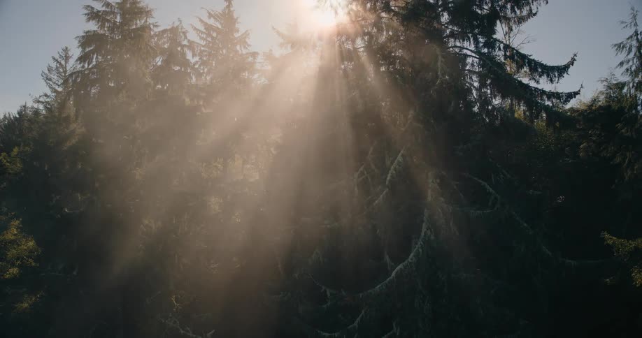 Sunlight shines through the fog in the forest