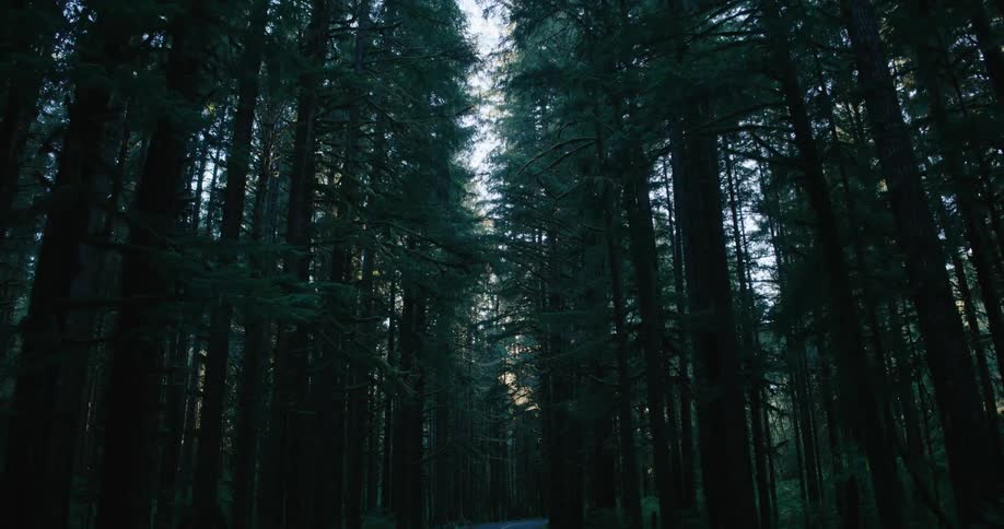 A dark asphalt road winds through a dense forest of towering trees