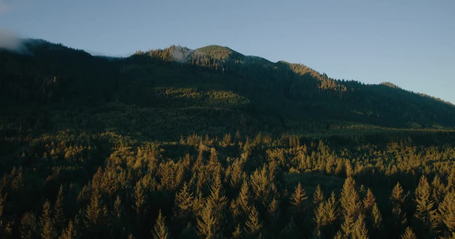 An aerial view of a dense forest of evergreen trees bathed in the warm light of sunset with a dark silhouetted mountain rising in the background