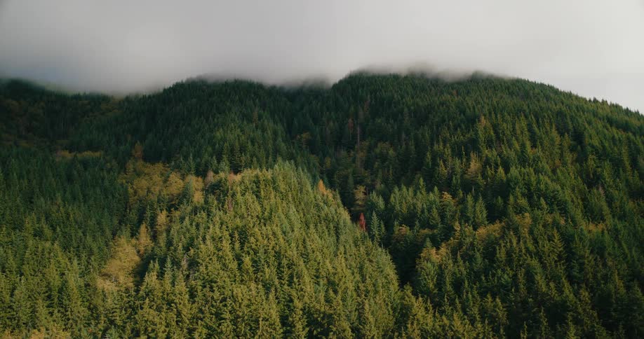 A lush green mountainside covered in dense forest is partially obscured by low hanging clouds