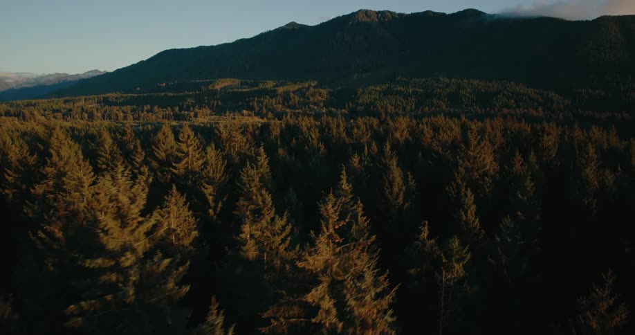 An aerial view of a dense forest of evergreen trees bathed in the warm light of early morning with a dark silhouetted mountain range rising in the background