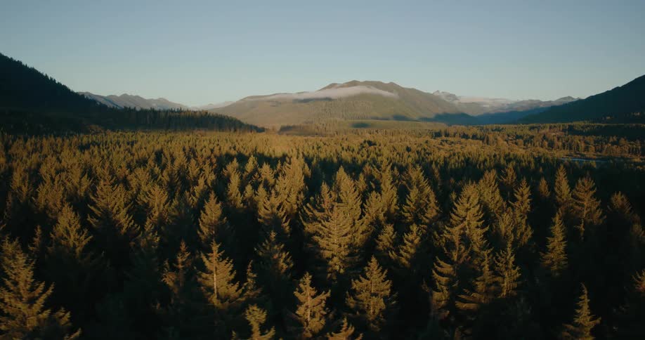 A vast forest landscape bathed in the warm light of sunset with a distant mountain range framing the scene