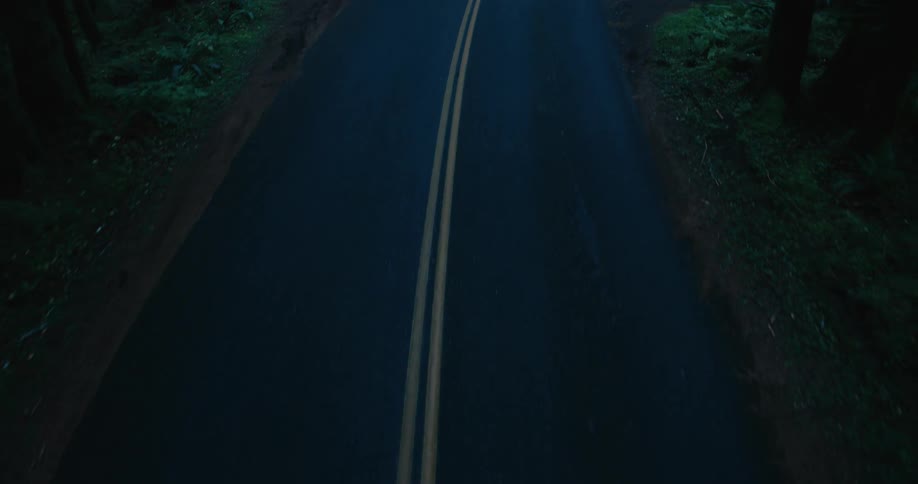 A large forest is on both sides of the road