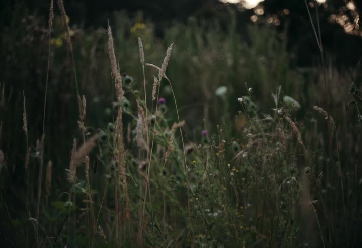 Plants are moving in the wind in the grassy landscape