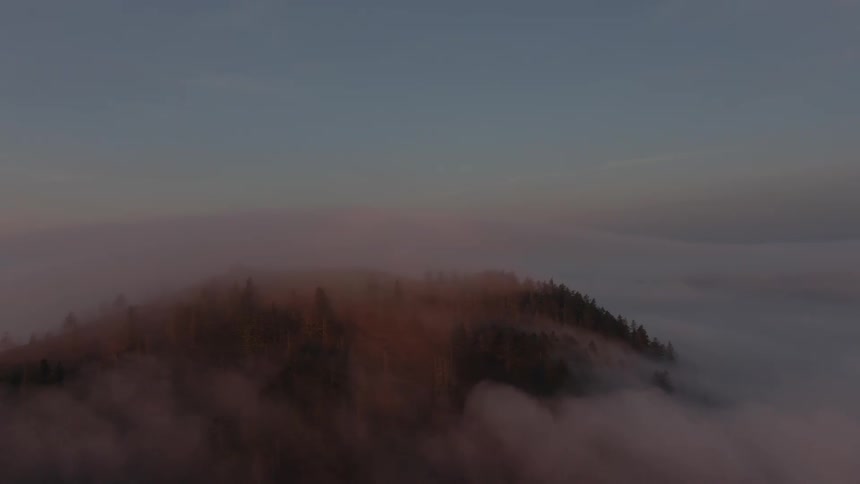 Aerial view of the peak of a mountain covered in dark evergreen trees emerging from a sea of low lying clouds