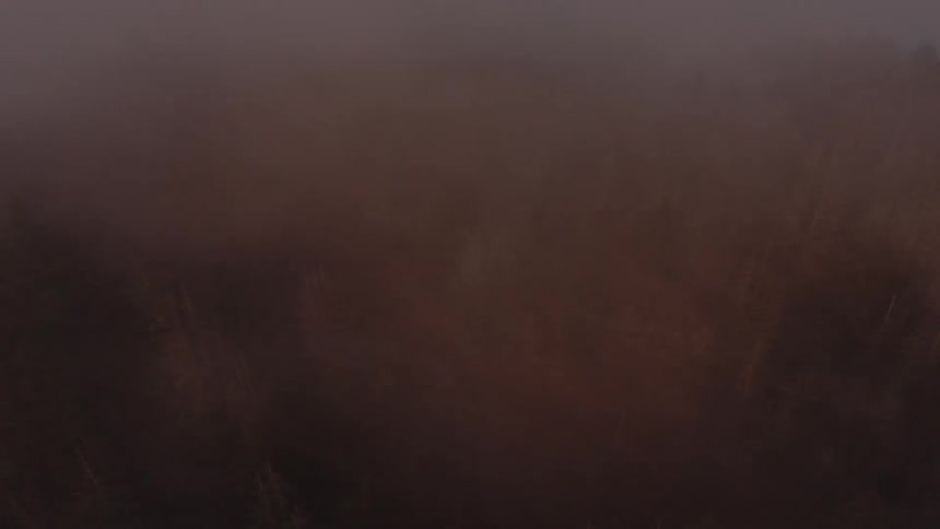 Fog obscures a forest on an autumn day