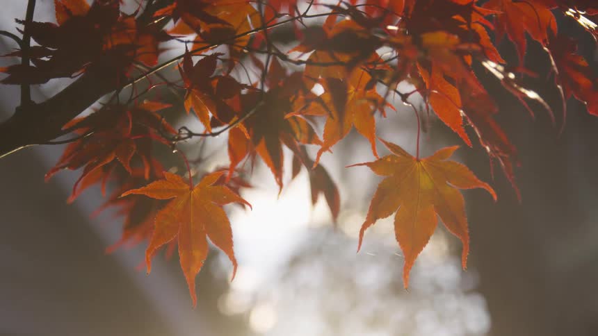 Warm autumn leaves sway gently in a soft breeze with golden sunlight filtering through the trees behind them