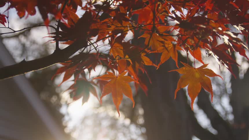 Sunlight filters through the vibrant red and orange leaves of a japanese maple tree