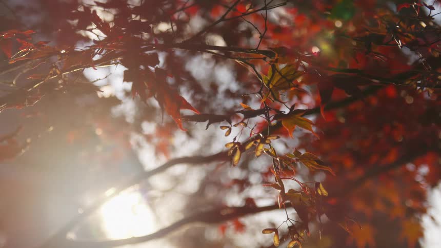 The leaves on the tree are turning during fall