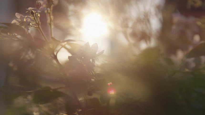 Sunlight is shining on the flowers in the grassland area