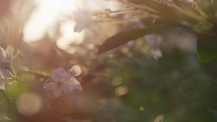 Delicate white jasmine blossoms are bathed in warm sunlight creating a soft and slightly blurred focus with bokeh effects
