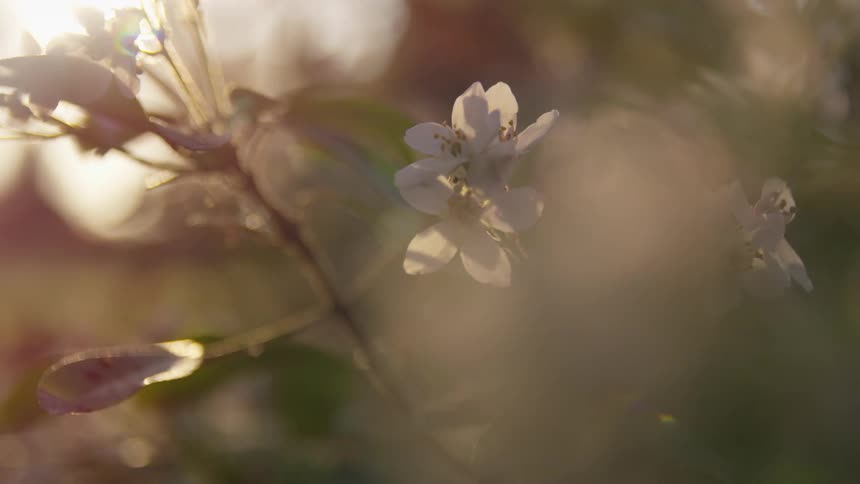 Delicate white cherry blossoms gently sway in soft sunlight partially veiled by an outoffocus branch in the foreground