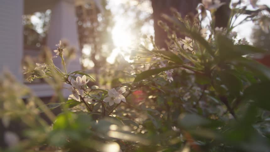 Several white flowers bloom among the plants