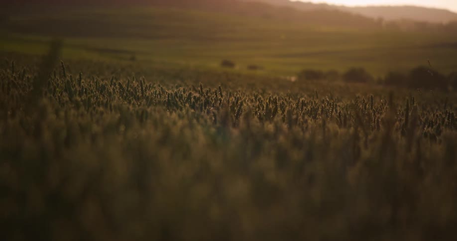 A rural field is filled with tall plants of the same kind blowing in the wind