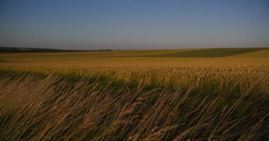 A vast field of golden wheat stretches towards the horizon under a clear blue sky at dusk