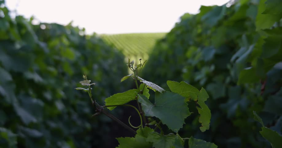 A closeup view of grapevines with green leaves and young grape clusters in a vineyard with rows extending into the distance
