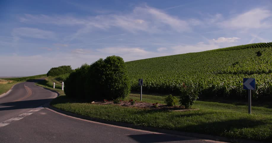 A curving road winds through a green hillside covered with neatly arranged grapevines accompanied by road signs marking a sharp turn