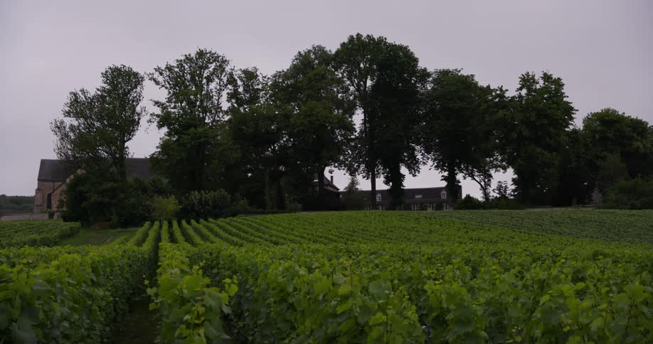 A footage of a green garden