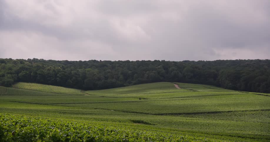 Rural road winds through the green hills near a forest on an overcast day