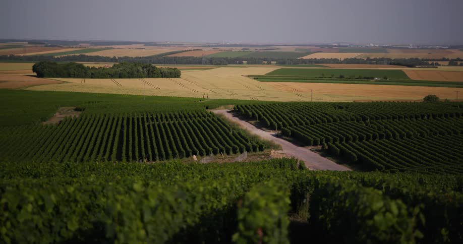 A field of crops stretches out from side to side of a wide shot showing neat rows of vibrant green plants with a road cutting through the middle towards a harvested field far in the distance with an island of trees under a stormy grey sky