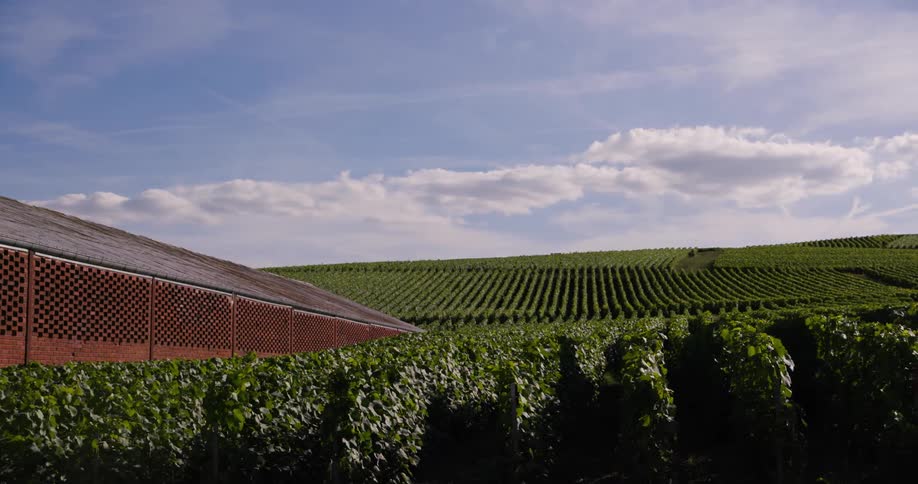 A vineyard stretches across rolling hills under a partly cloudy sky with a red brick building visible on the left